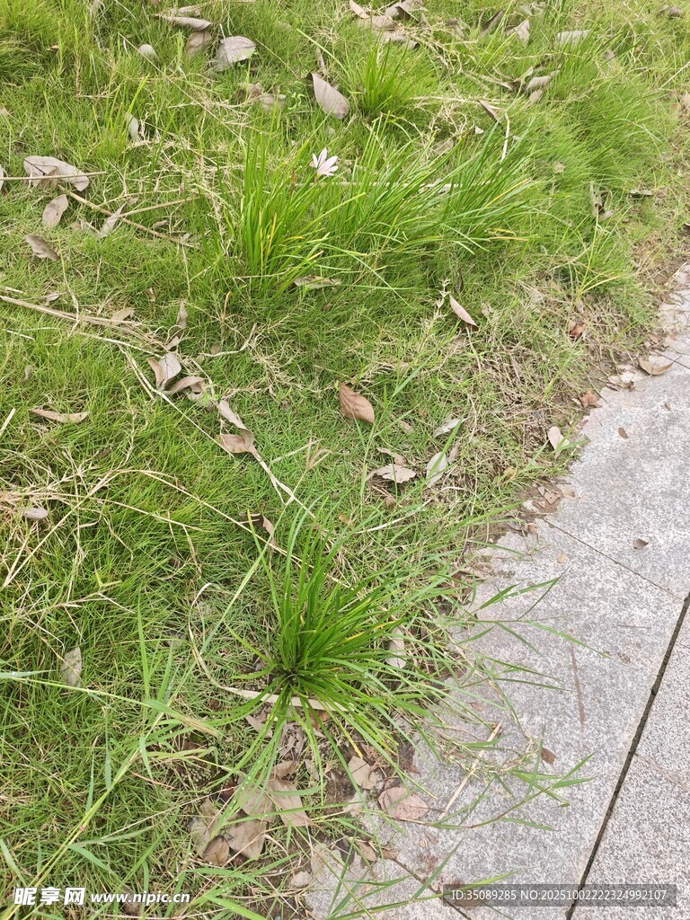 路边嫩绿青草