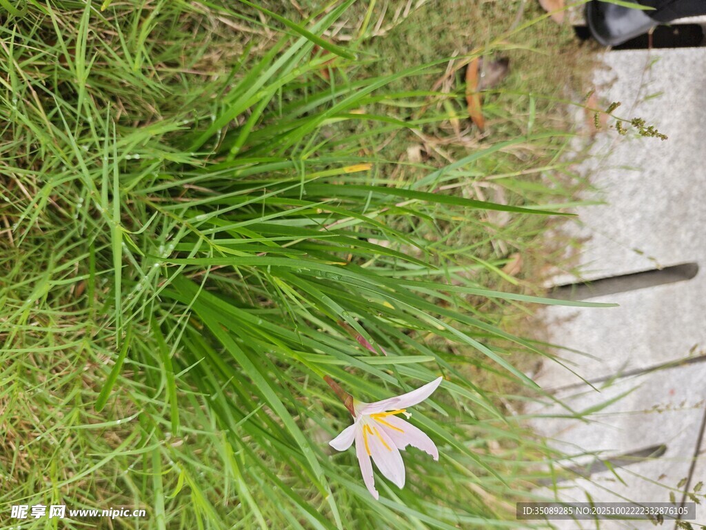 草地上的单朵浅色花朵