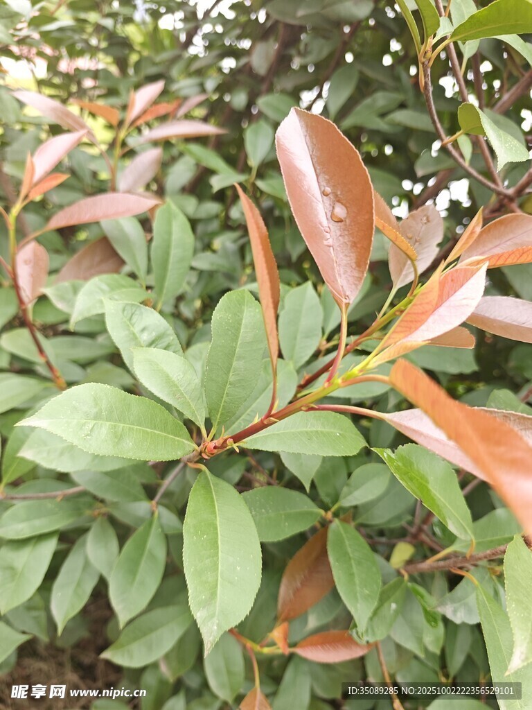 新叶泛红的绿植特写