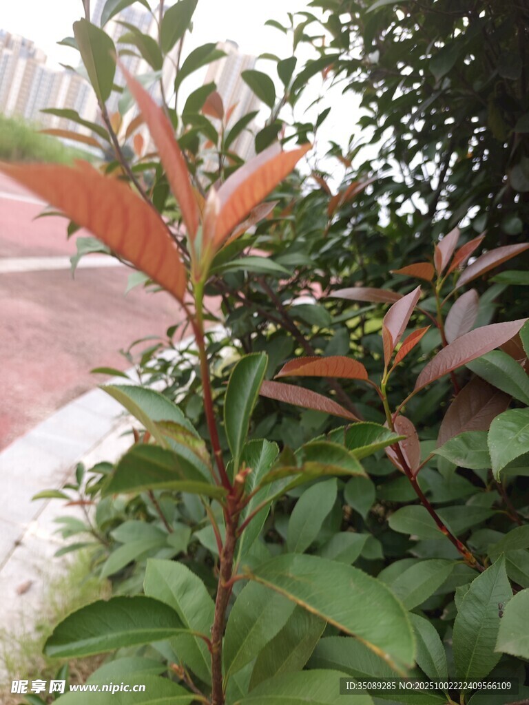 路边红绿相间的植物