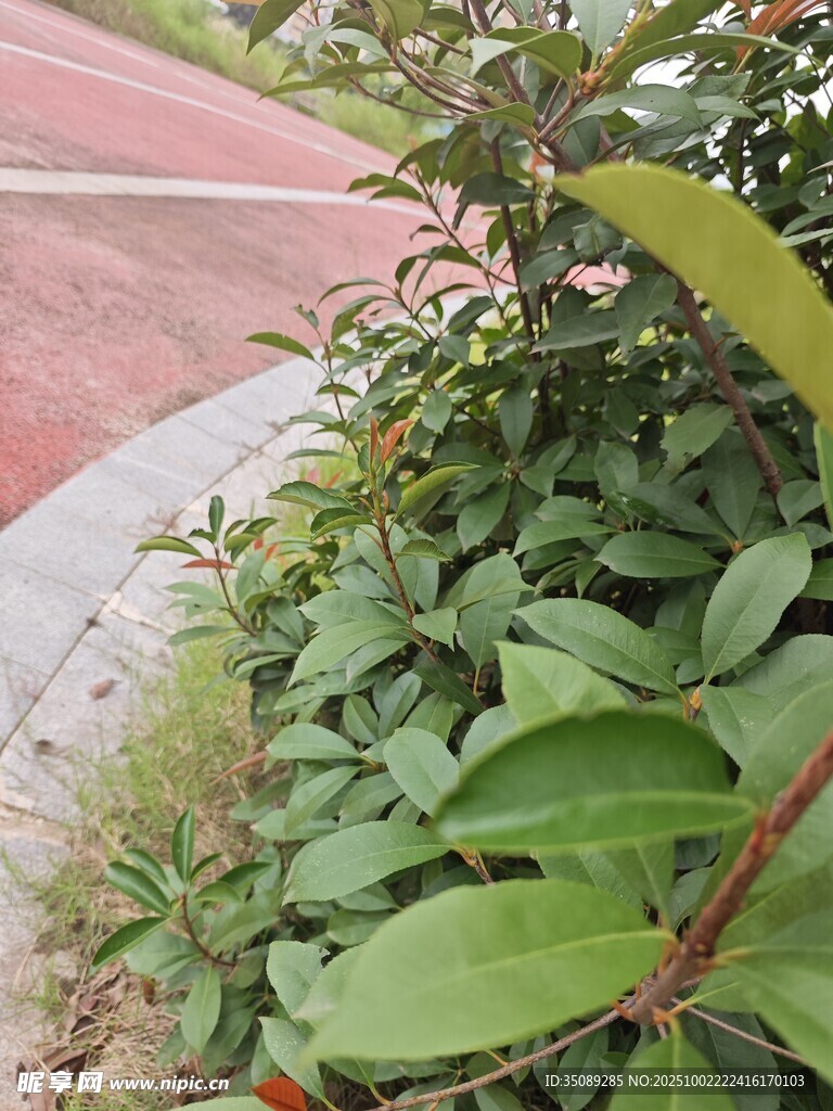 路边绿植特写