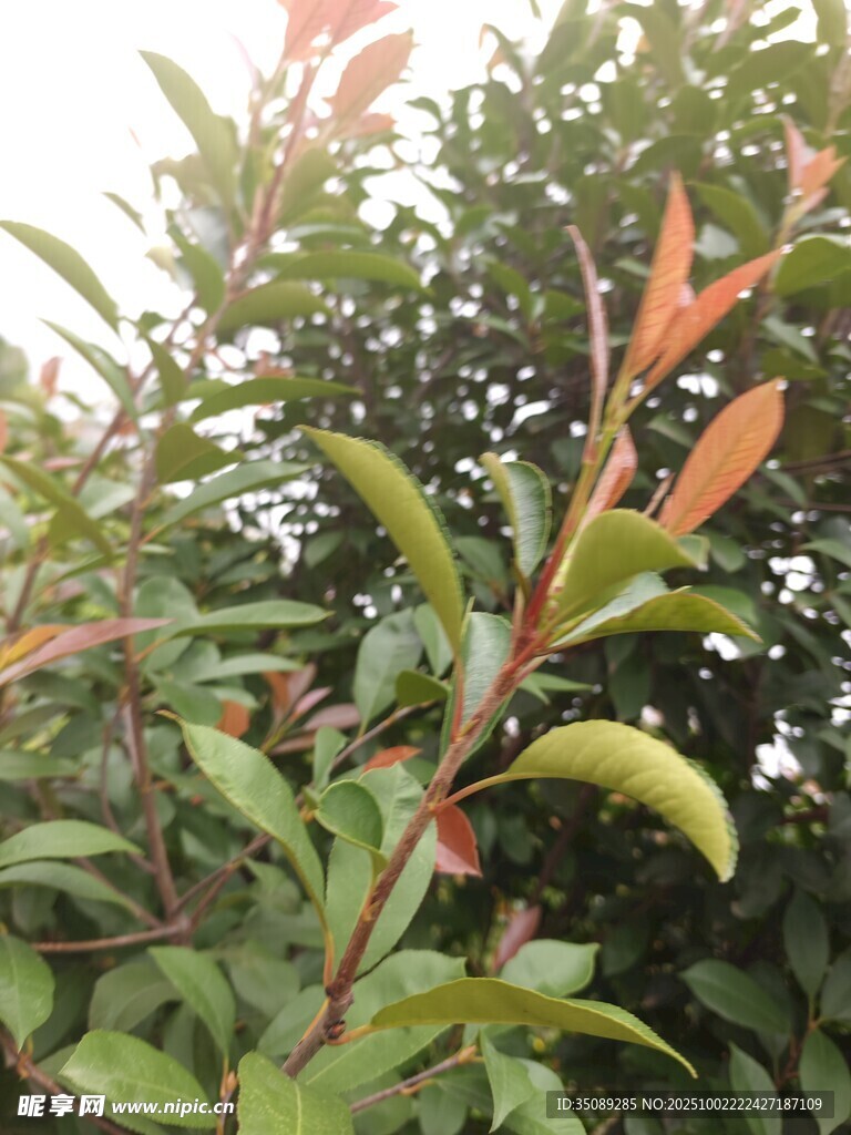 绿叶红梢的植物特写