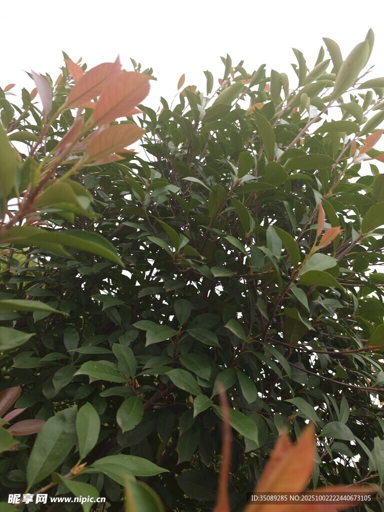 绿叶红边的繁茂植物