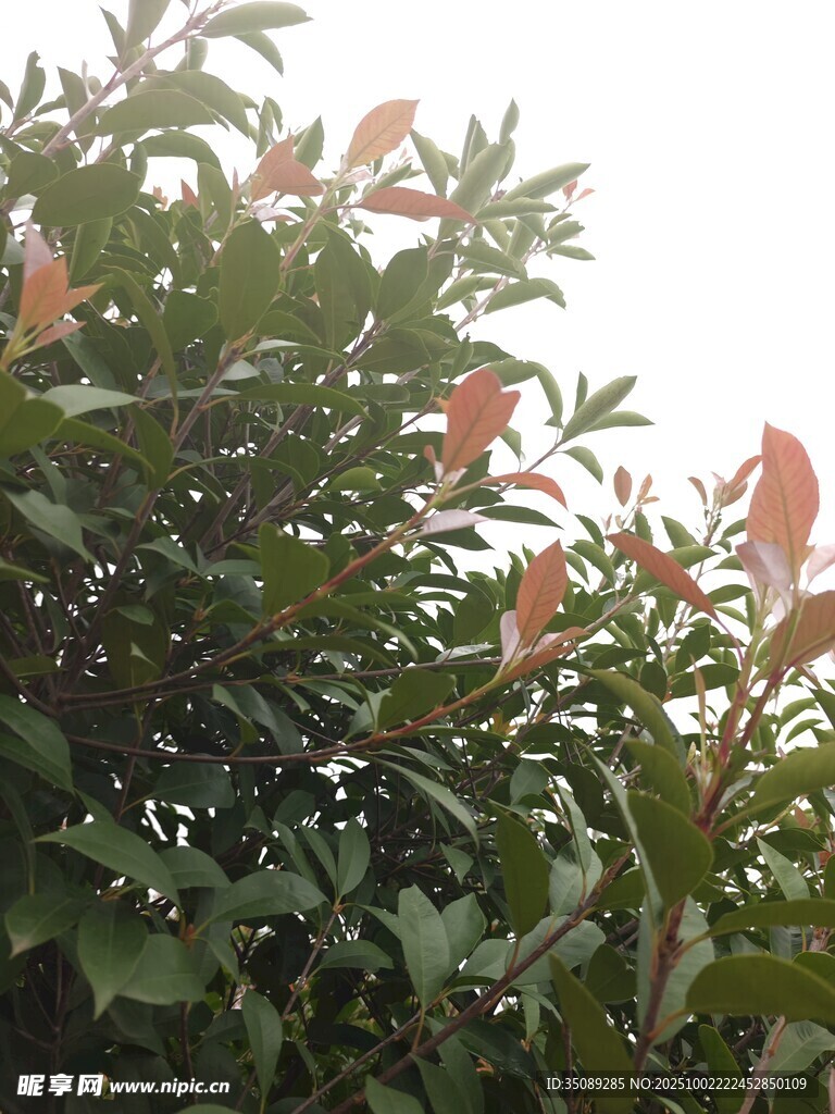 绿叶间的橙红色花朵