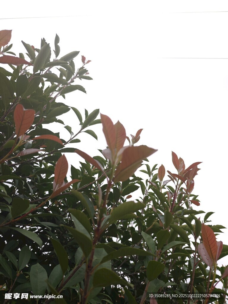 红叶绿植特写