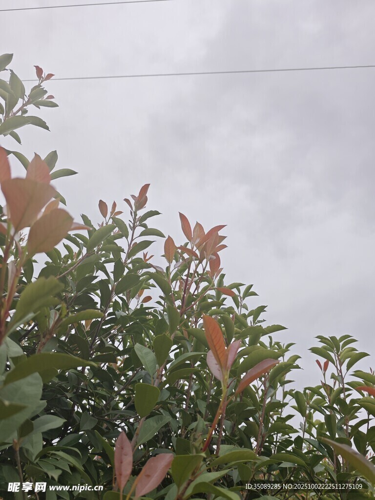 枝叶繁茂的绿植景观