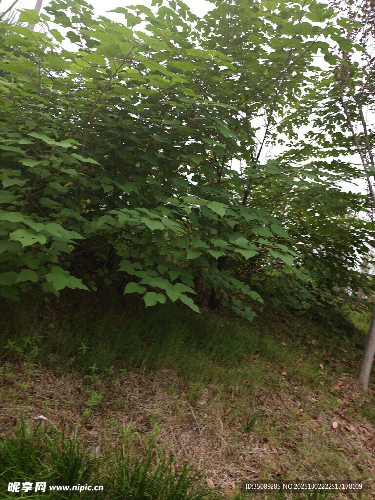 绿意盎然的树林景观