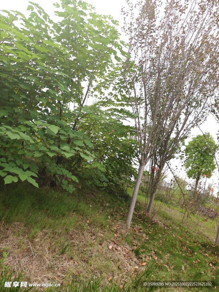 野外树木丛生的自然景象