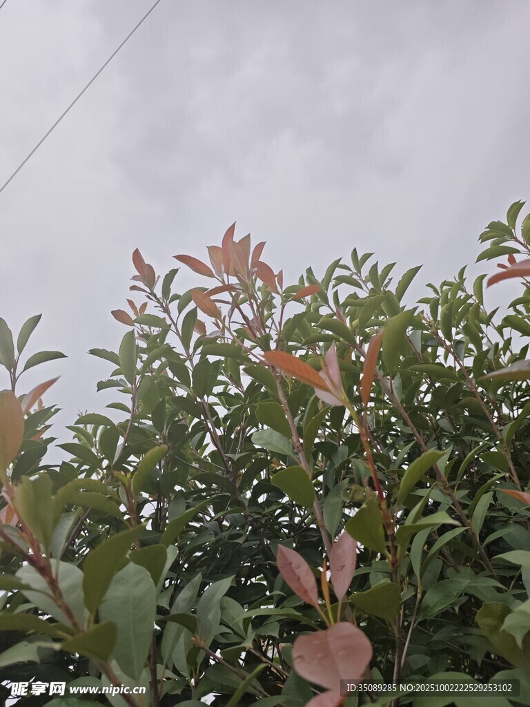绿叶粉花的繁茂植物