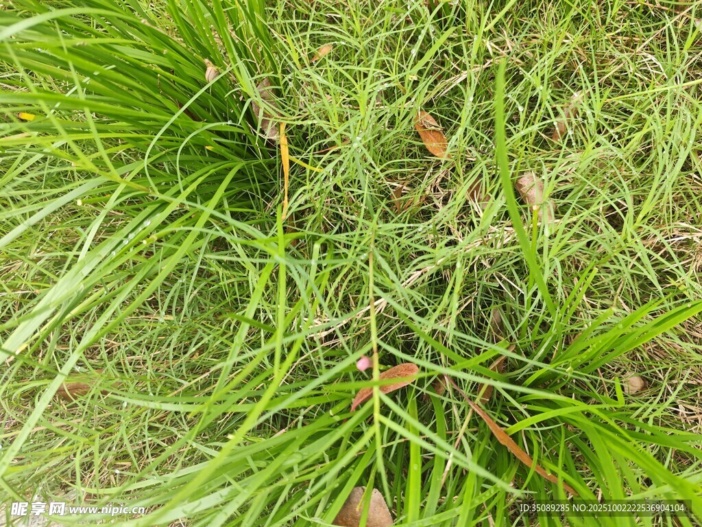 翠绿草丛特写