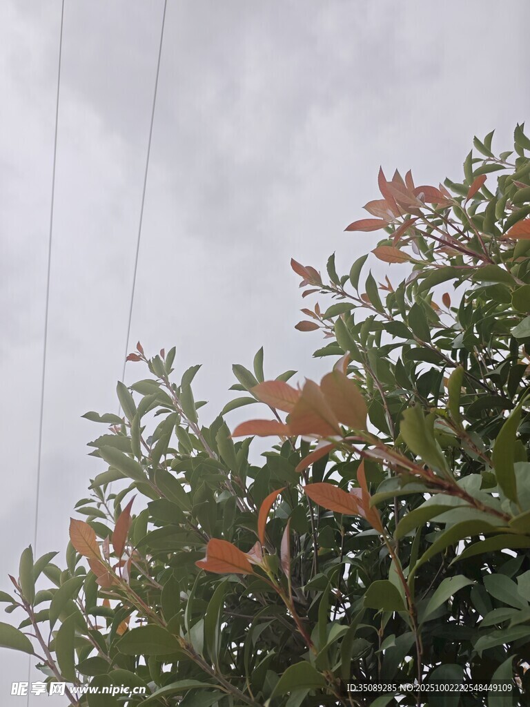 枝头绿叶间的橙红花朵