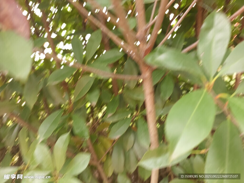 绿叶繁茂的植物枝干