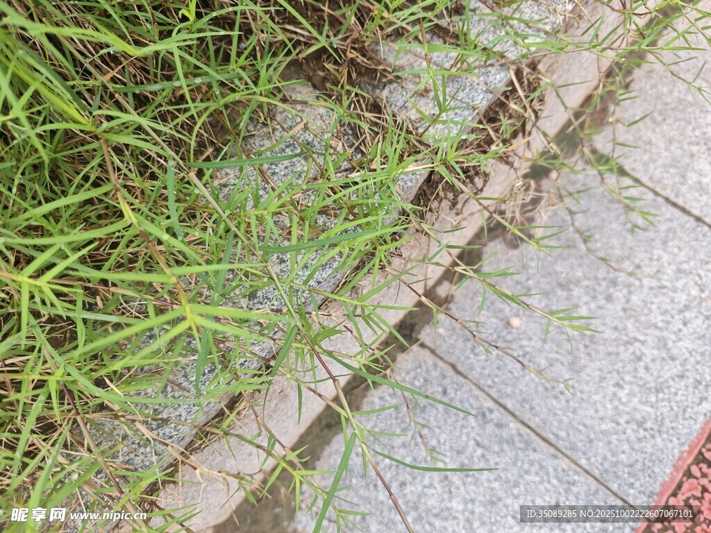 路边草地与石板缝隙景象