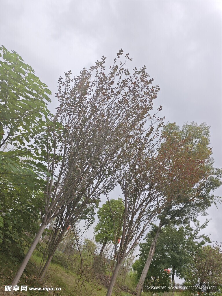 秋日树林景象