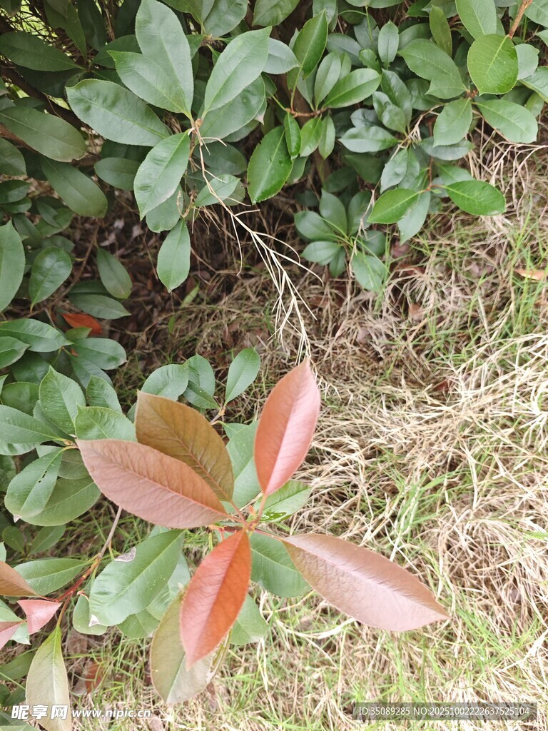红绿叶植物近景特写