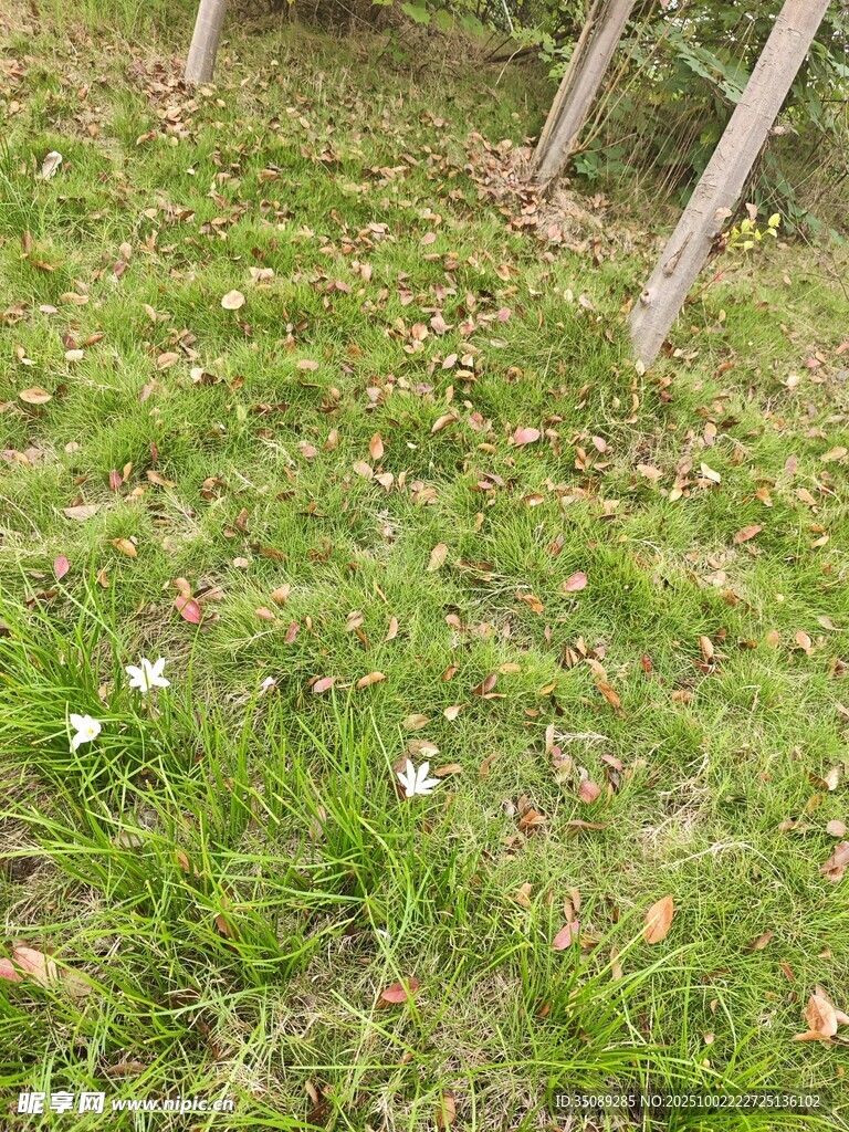 草地中的白色小花
