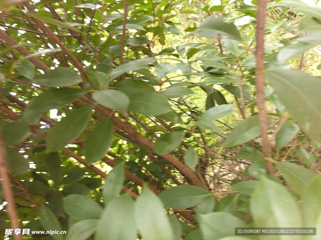 绿叶繁茂的植物景象