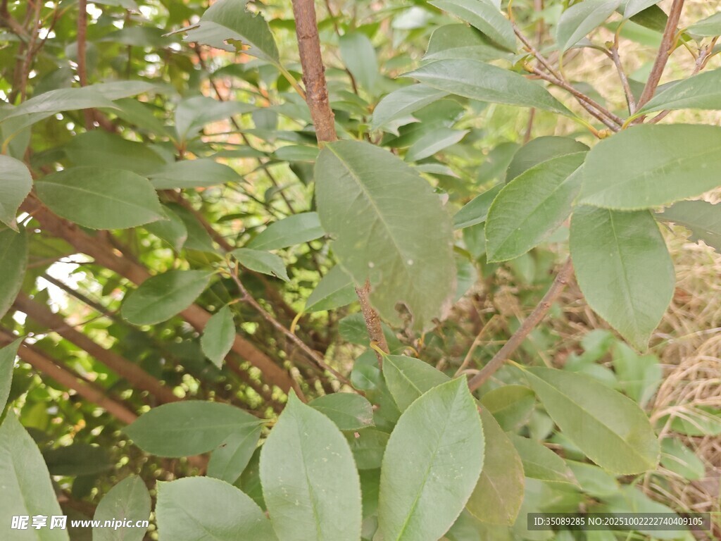 绿叶繁茂的植物景象