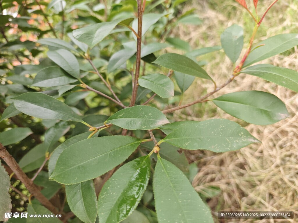 绿叶繁茂的植物