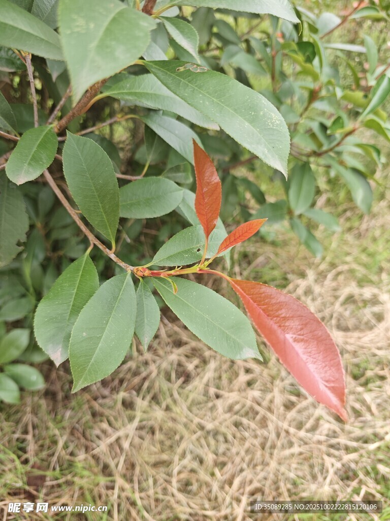 绿叶间的红嫩新叶