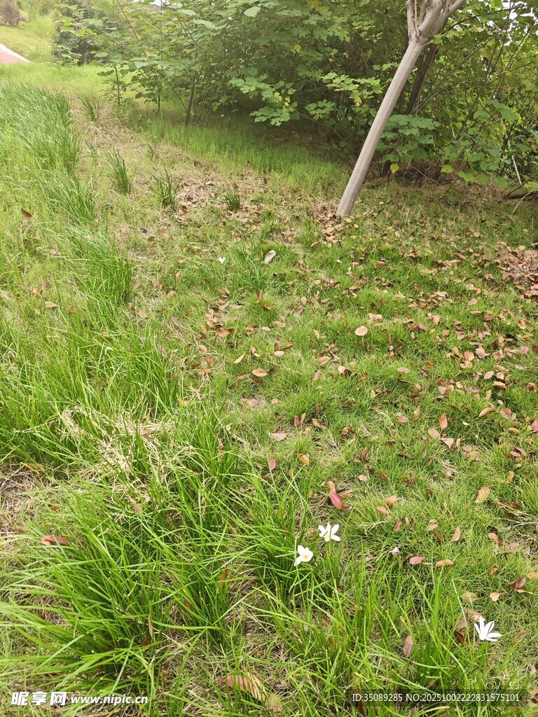 草地中的树木与野花