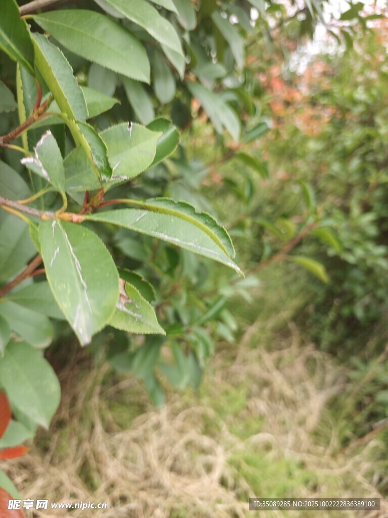 绿叶繁茂的植物景象