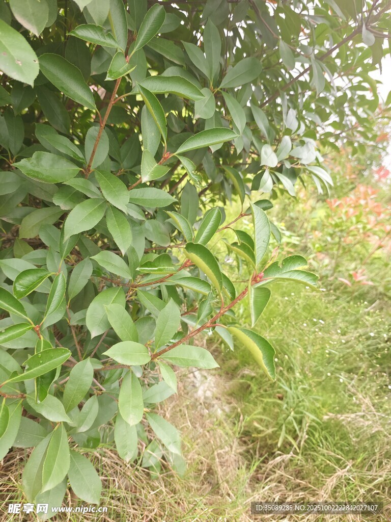 绿叶繁茂的植物景象