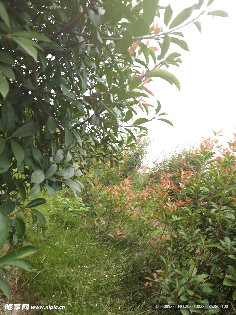 绿意盎然的自然植物景观