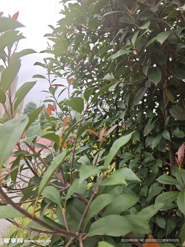 绿叶繁花的自然景致