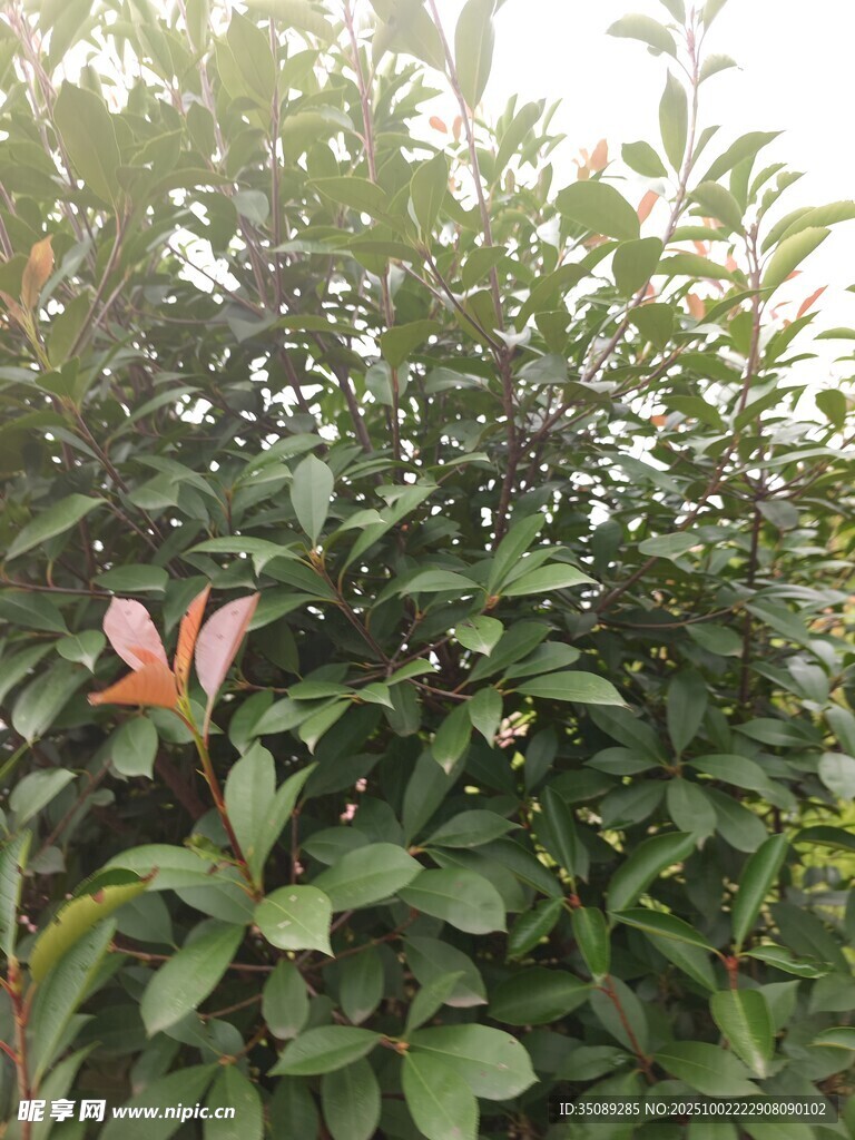 绿叶丛中娇艳绽放的花朵