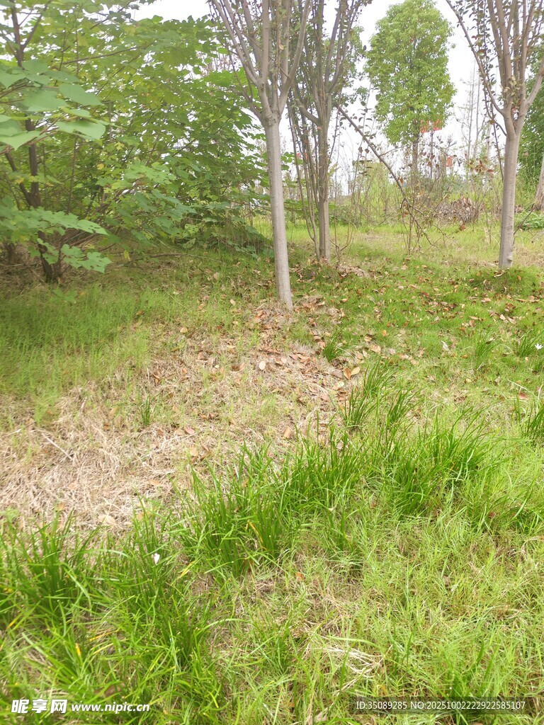 绿意盎然的自然林地景观