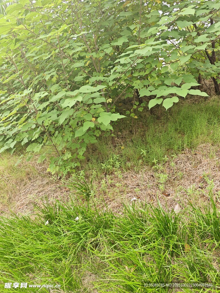 绿意盎然的草地与繁茂树木