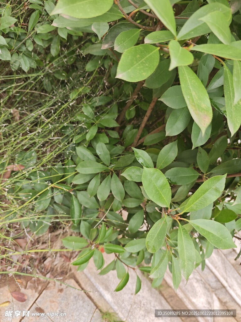 绿叶繁茂的植物景观