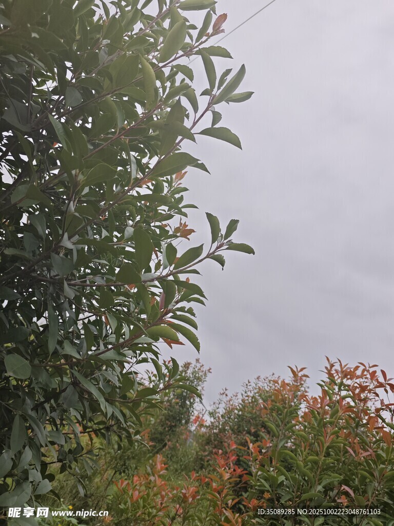 阴天中的绿植景观