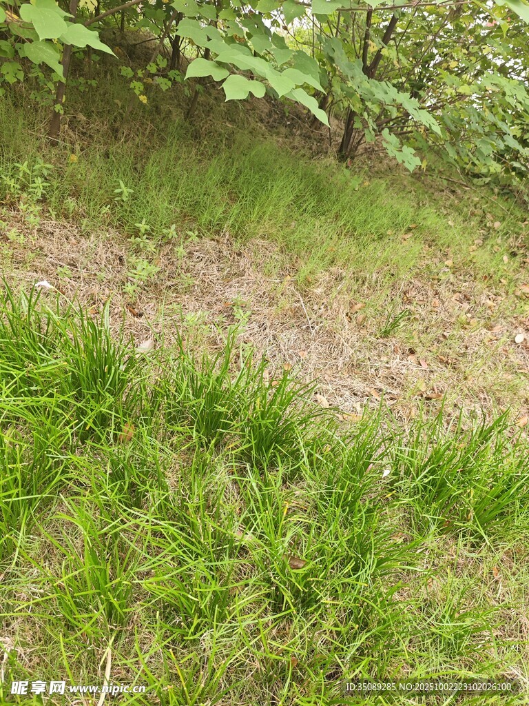 绿意盎然的自然山坡景色