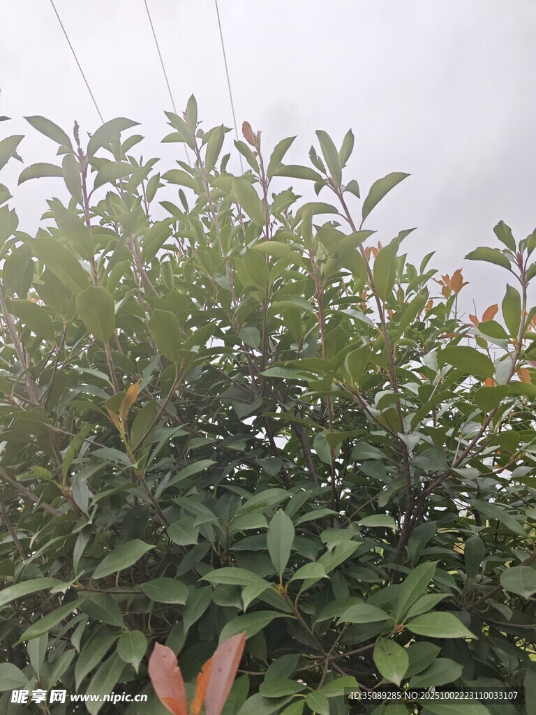 绿叶繁茂的植物景象