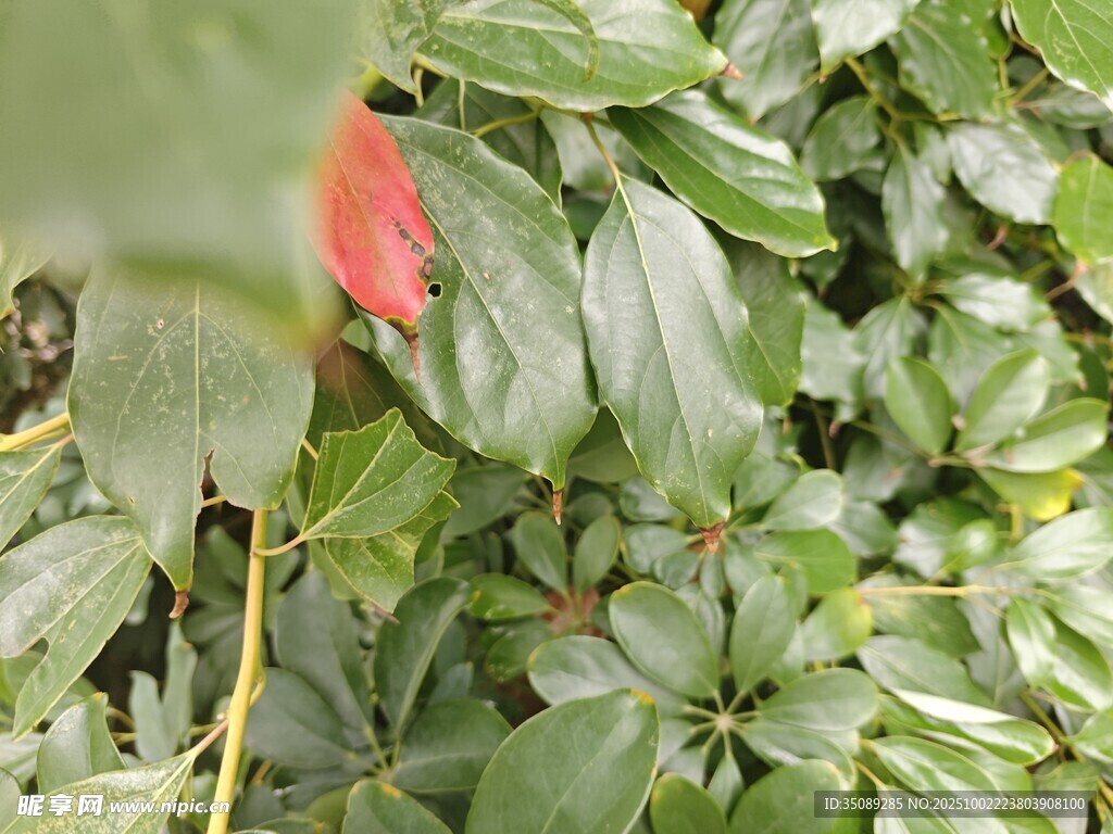 绿叶丛中的红色花朵