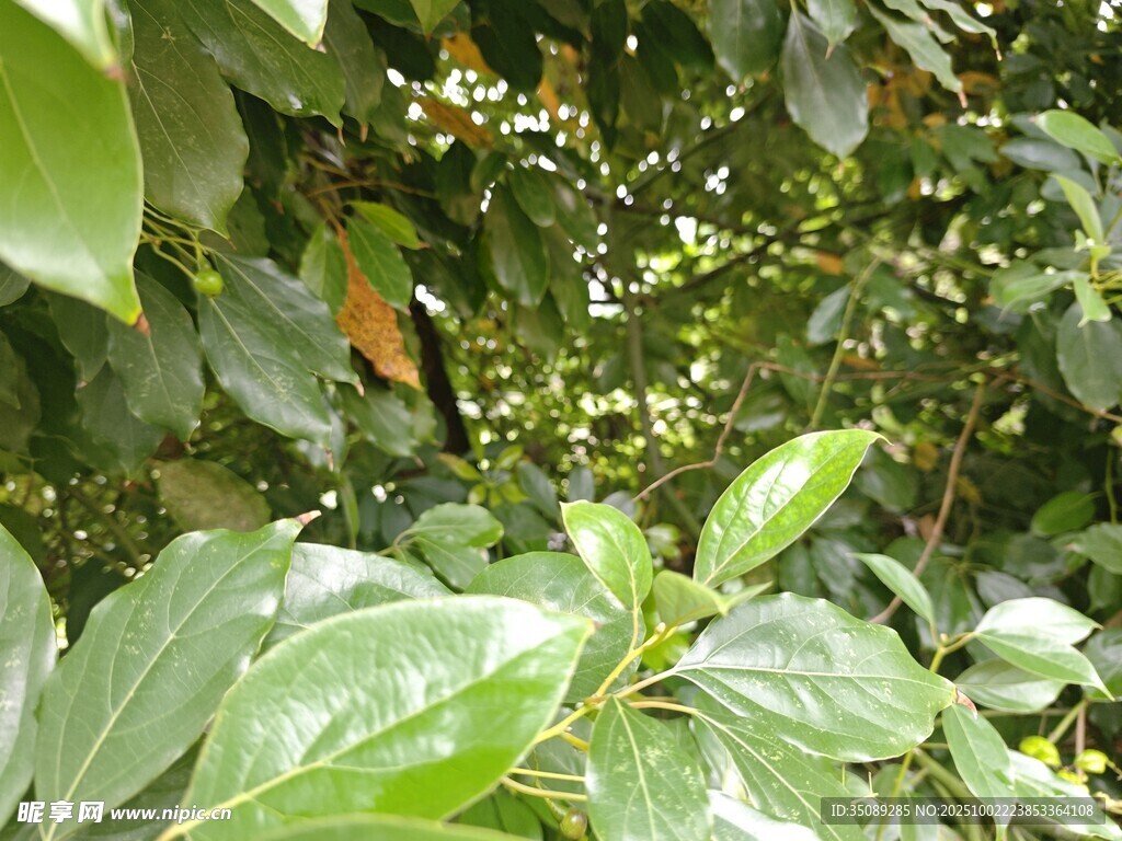 繁茂绿植展现自然生机