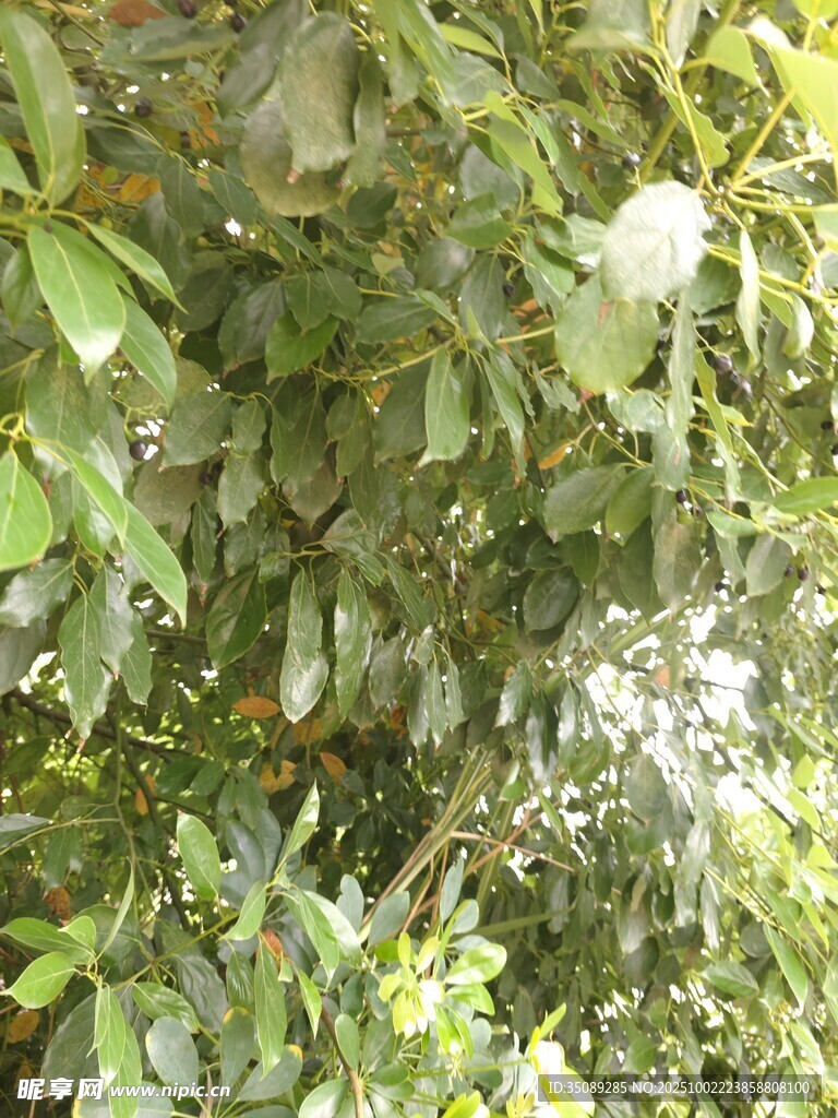 绿叶丛中的白色花朵