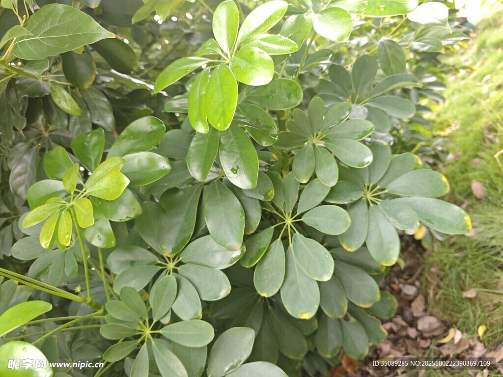 绿叶繁茂的植物