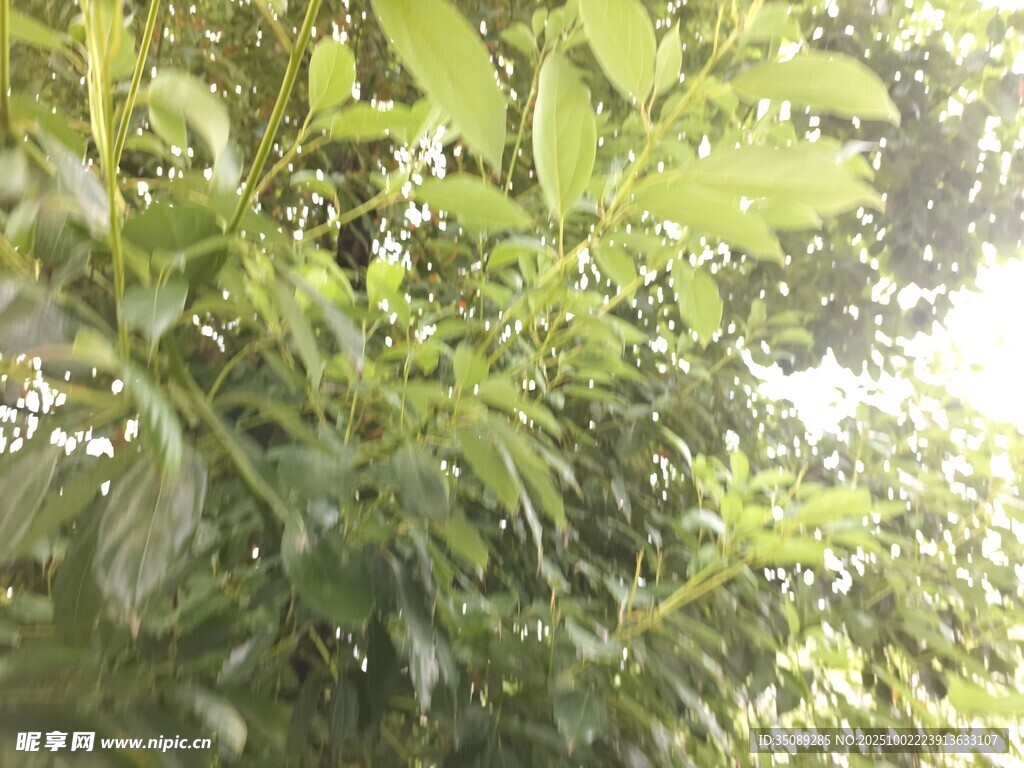阳光照耀下的繁茂绿叶