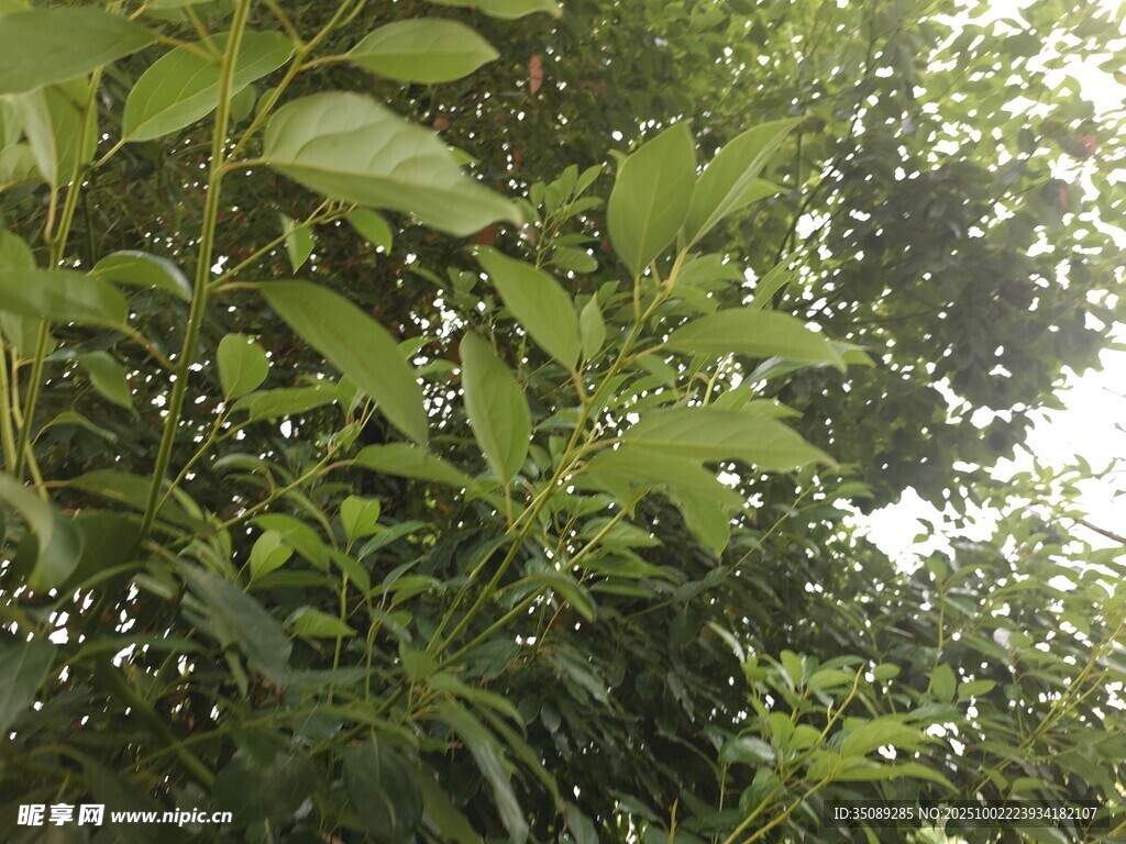 繁茂绿树间的阳光景致