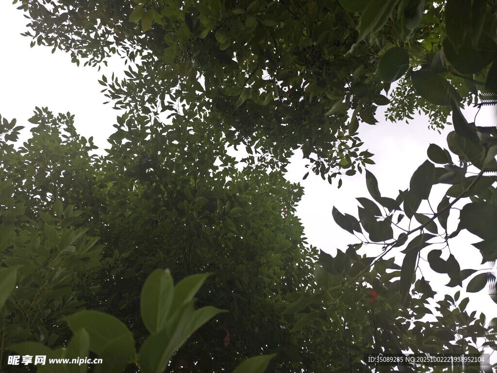 仰视茂密树林枝叶