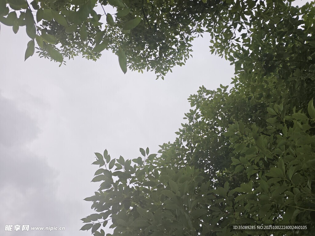 仰视茂密绿树与灰蒙天空