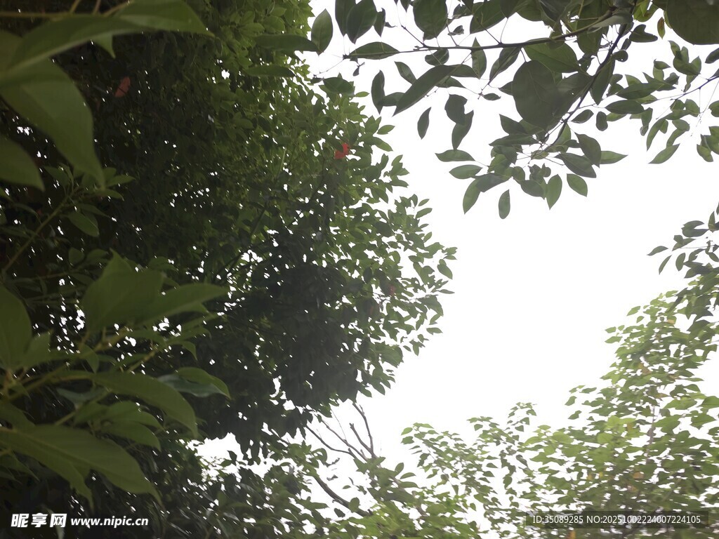 仰视繁茂绿树树冠