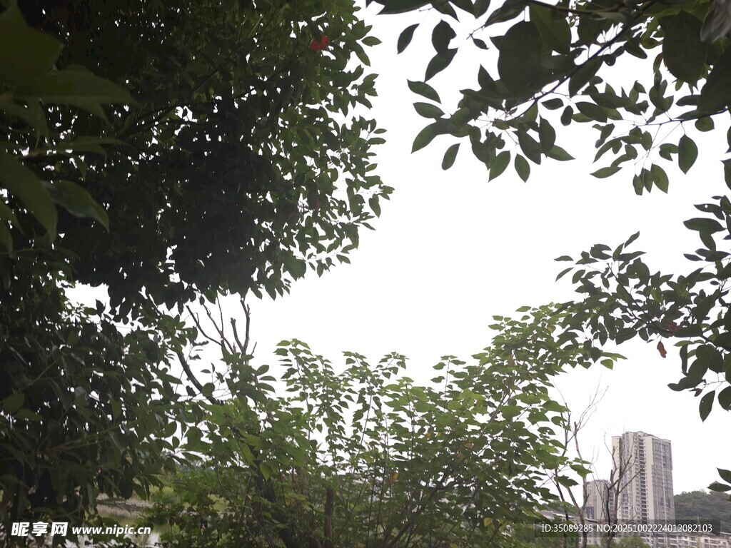 林间树梢望城市建筑