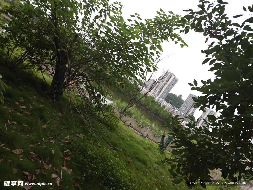 绿意盎然的户外树木景观