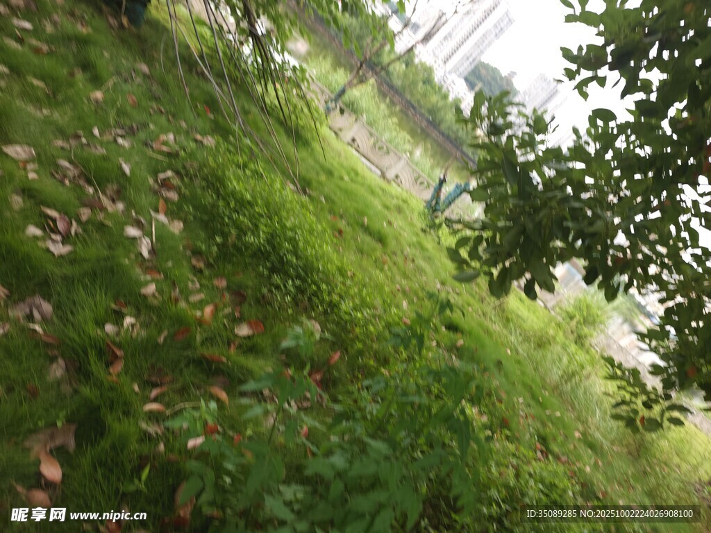 绿意盎然的山坡景致