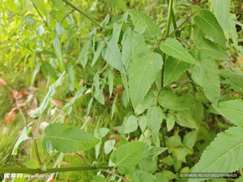 绿叶繁茂的植物景象