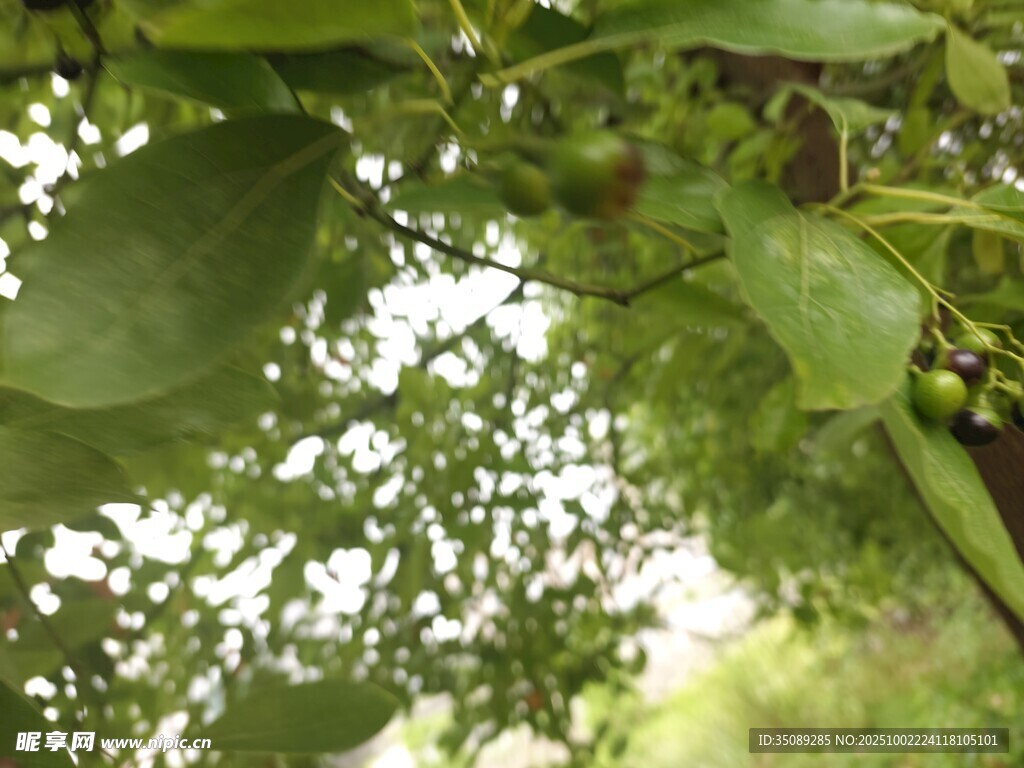 绿叶间的繁茂果实